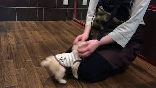 ららぽーと　ペットショップ　仔犬　プードル