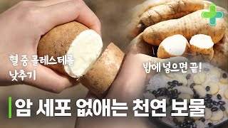 암세포 억제하는 땅 속 천연 식재료 '이것'