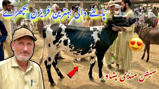 Saifan Maweshi Mandi Peshawar New Updates 16/9/2023 | Friesian Calf For Sale | Khyber Social Tv