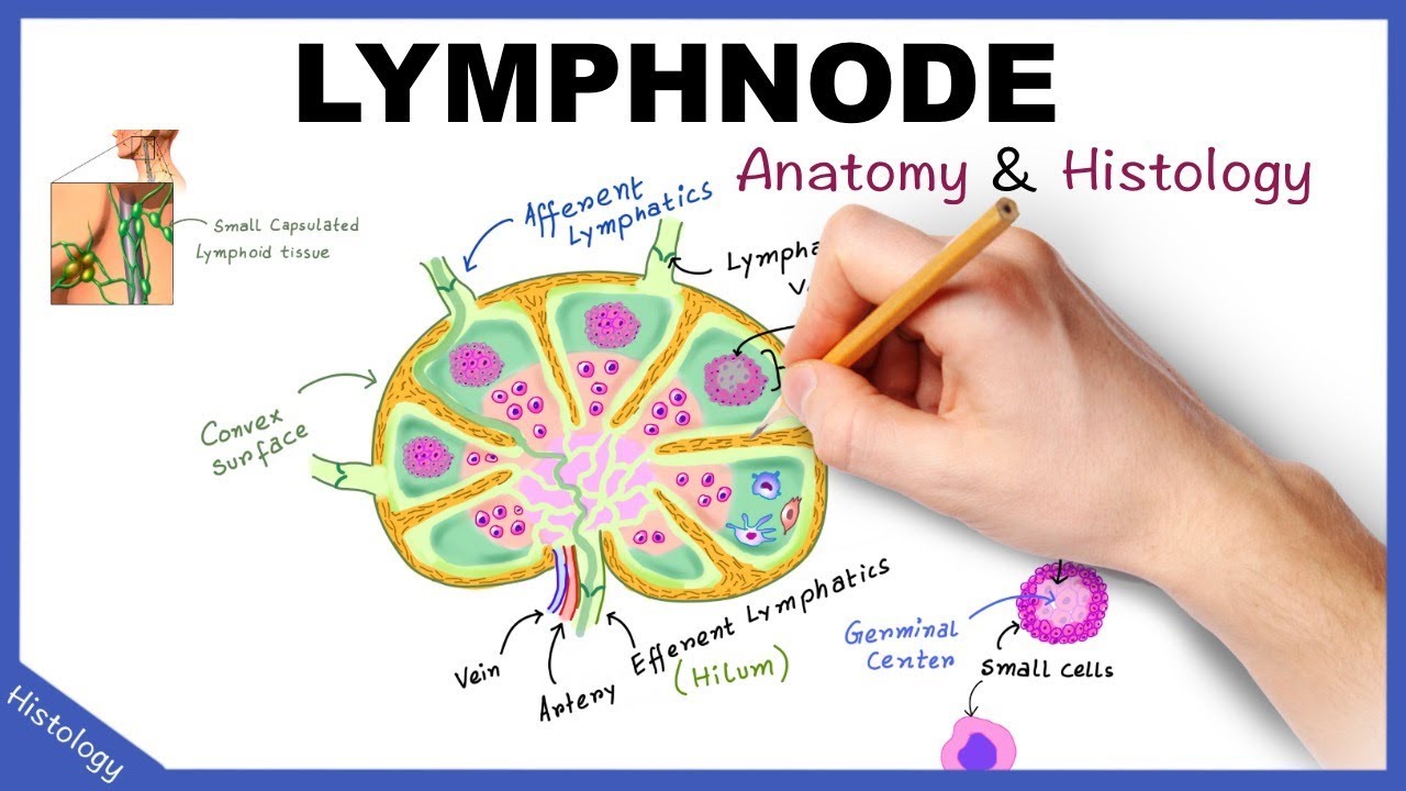 Lymph Node Anatomy Histology Simplified Lymphatic System Youtube
