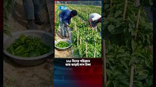 ১২০ দিনের পরিশ্রমেআয় আড়াই লাখ টাকা | Pepper Plants | Capsicum