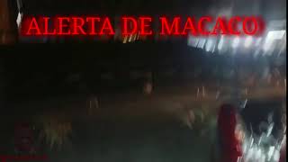 ALERTA DE MACACO