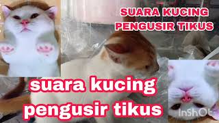 suara kucing pengusir tikus