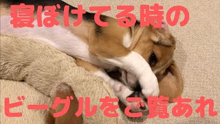 【ビーグル🐶セブ】寝ぼけているセクシーなセブをご覧ください🌖