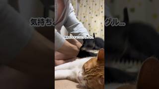 主のグルーミングで整う猫。　#shorts