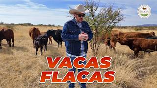 HAY VACAS FLACAS ¿QUE HAREMOS? | Rancho Cinco Talentos | Ganadería