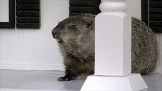 Georgia’s Most Famous Groundhog Enjoying New Home