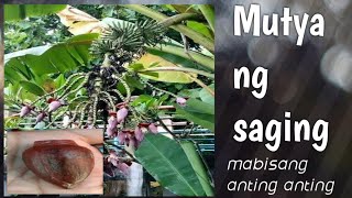 Mutya ng puso ng saging ang nahunting ni Otol Thunder, subrang ganda