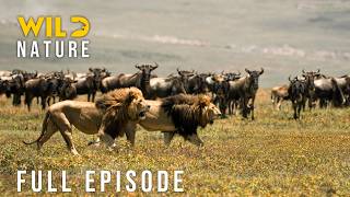 WILD MIGRATION: Nature’s Most Extreme Survival Battles (Full Episode) | Nature animal documentary
