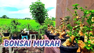 REVIEW HARGA TEPI SAWAH BERBAGAI JENIS BAHAN BONSAI PEMULA