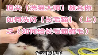 【赛级猫舍主理人\u0026洗猫大师】教你如何洗好【长毛猫】（第一条视频）