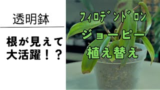 透明鉢　根が見えて大活躍！　フィロデンドロン　ジョーピーの植え替え