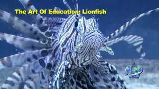 The Art of Education: Lionfish - Part I, 'The Problem'