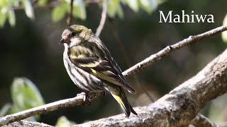 可愛いマヒワと他の野鳥たち🌳