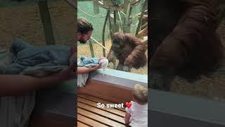 The orangutan wanted to see my baby!￼