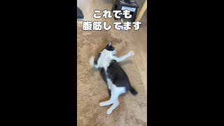 腹筋に挑戦する猫。【Part1】 #shorts