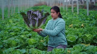 Spicy Cabbage: Turning Cabbage into Delicious Food without Cooking