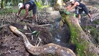It Turned Out That A Huge Python Snake Was Found When The River Water Soil Snakemonster
