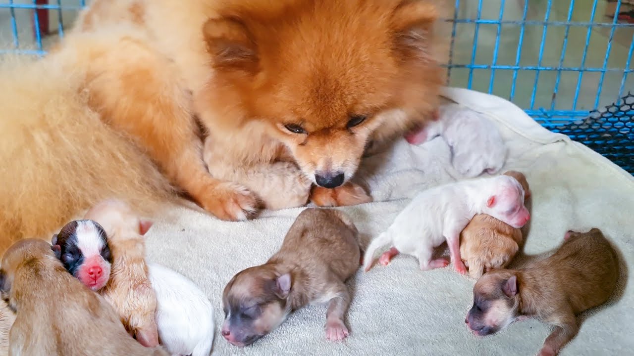 Day 2 Newborn Pomeranian Puppies Youtube