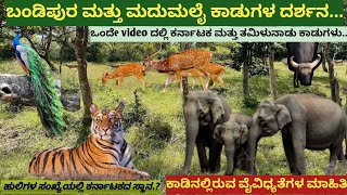 ಬಂಡೀಪುರ ಕಾಡಿನಿಂದ ಮದುಮಲೈ ಕಾಡಿಗೆ ಪ್ರಯಾಣ. ಊಟಿ ಸಂಚಿಕೆ 1 Bandipur to mudumalai forest Ooty episode 1.