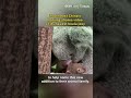 zoo in east china s nanjing shares video of its newest koala joey