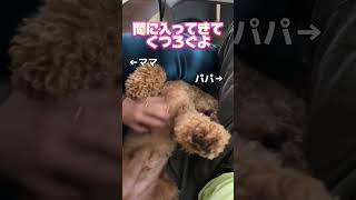 みんなでゆっくりしたいみたい#犬 #いぬ #トイプー #トイプードル #いぬのいる生活 #犬のいる暮らし #可愛い #愛犬#甘えん坊