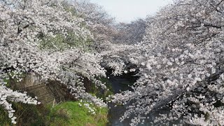 恩田川お花見（４月７日）