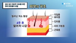 잡티 없고 깨끗한 피부를 위한 미백 화장품의 비밀 / YTN 사이언스