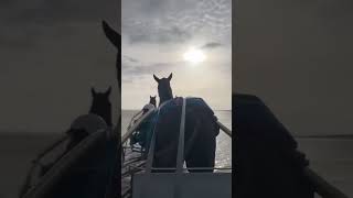 Gu d'Héripré et Ampia Mede SM au travail à la plage 🏖️ (🤳 Emma Souloy)