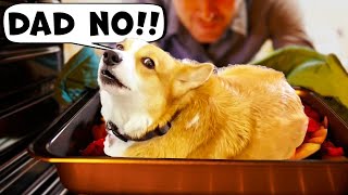 Corgi Loses his Legs! | Part 3 | Hammy & Olivia