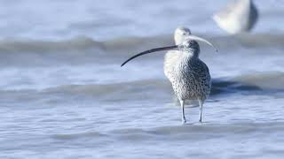 ダイシャクシギ(Curlew)