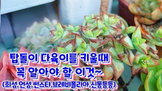 물이 부족하면 잎이 너무 빨리지는 다육이~탑돌이 다육이 키울땐 꼭 기억하세요^^