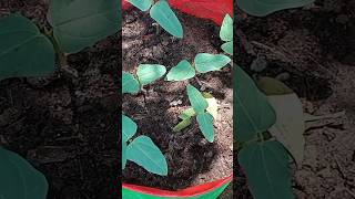 தோட்டத்தில் அனைத்து விதைகளும் நன்றாக முளைத்து விட்டன   #youtubeshorts #gardening #agriculture #tamil