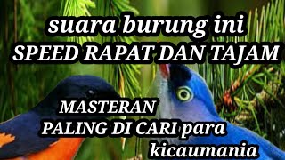 mantenan vs rambatan || masteran andalan burung juara #mantenangununggacor #mantenanvsrambatan