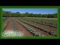 Allenbrooke Farms | Volunteer Gardener