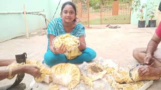 How to cut Jack Fruit- Vlog | మా పొలం లో పండిన పనసపండు ను కోసుకున్నాం | chittiammamma