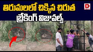 తిరుమలలో చిక్కిన చిరుత బ్రేకింగ్ విజువల్స్ || Tirumala Leopard Incident || Dial News