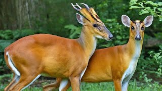 Barking Deer Mating Ritual @peekintonature @peekintominds #wildlife #deermating #barkingdeer