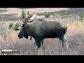 Explaining the Stages of the Bull Moose Rut From Start #mooserut