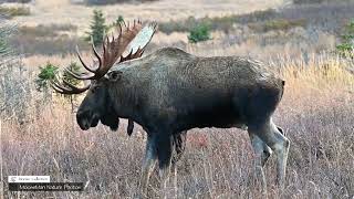 Explaining the Stages of the Bull Moose Rut From Start #mooserut