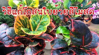 วิธีแก้โกสนใบย้วยสีไม่สด ปุ๋ยคอกปุ๋ยมูลสัตว์กับโกสน#ไม้ประดับ #ไม้สวยงาม #ไม้มงคล #โกสน