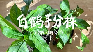 给种了三年的白鹤芋(白掌)分盆    Repot peace lily