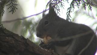 ニホンリス　Japanese squirrel