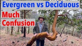 Evergreen vs Deciduous Most People are So Confused