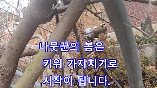 나뭇꾼의 봄은 키위나무 가지치기로 시작이 됩니다.