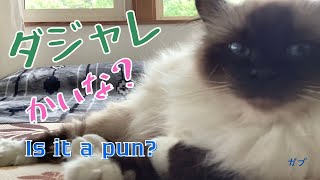 こんな眠い時に【ダジャレかいな？】Is it a pun?（バーマン猫）Birman/Cat