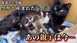 母猫と子猫 一家で巣立っていった親子は今…