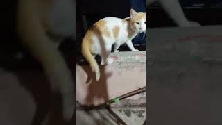 அம்மா உன்மேல எனக்கு கோபம் #shashasha0709 #cat #video