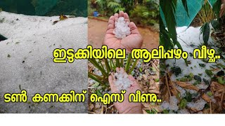 ഇടുക്കി ജില്ലയിലെ പുഷ്‌പ്പക്കണ്ടം എന്ന സ്ഥലത്ത് അസ്വാഭാവികമായ രീതിയിൽ ആലിപ്പഴം വീണപ്പോൾ..