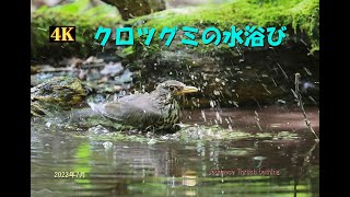 クロツグミの水浴び2023年7月